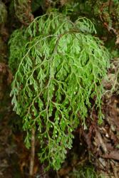 Hymenophyllum bivalve. Mature frond, characteristically curling downwards.  
 Image: L.R. Perrie © Leon Perrie 2014 CC BY-NC 3.0 NZ